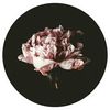 aurelia_2392
