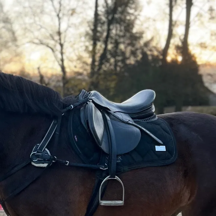 equestrian._comps