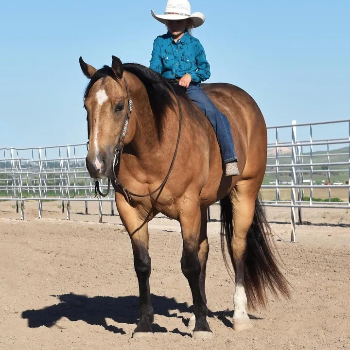 twomblyhorse