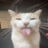 cakkitty
