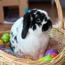 @pablotherabbit