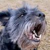 labradoodle_luna_