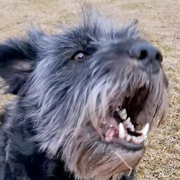 labradoodle_luna_