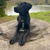 kikiblacklab