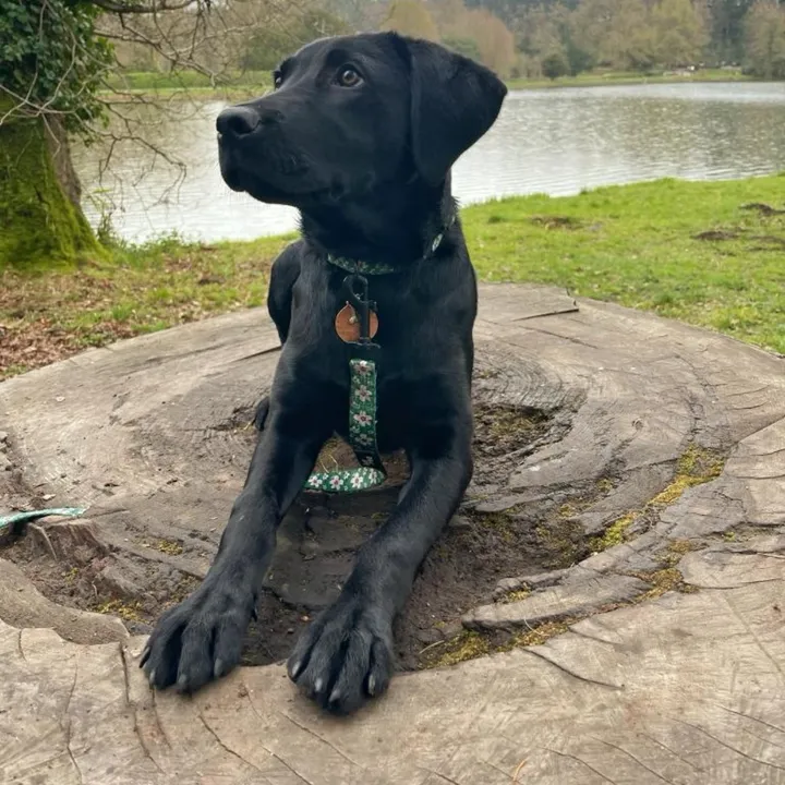 @kikiblacklab