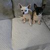 charliechihuahua1