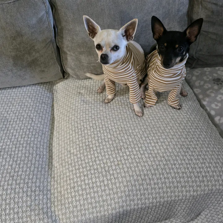 charliechihuahua1