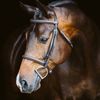 horse__editz1