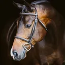@horse__editz1
