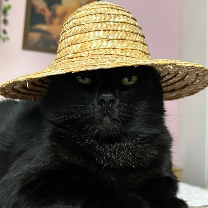 timon_chat