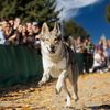 wolfdog.echo