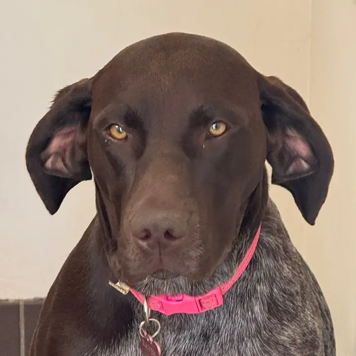 @raventhepointer