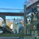 @husky6pack