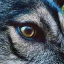 @echothegoodwolf
