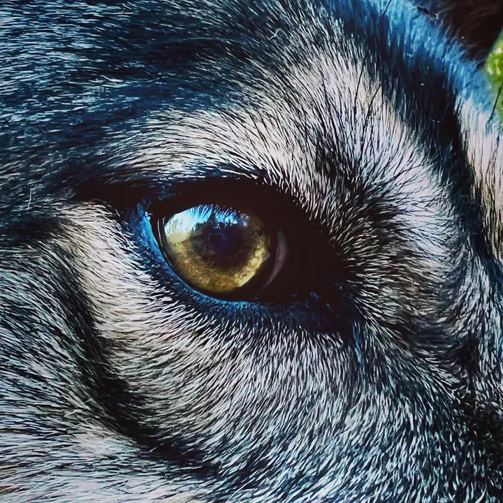 echothegoodwolf