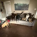 @kaitlynwiththe_k9_crew