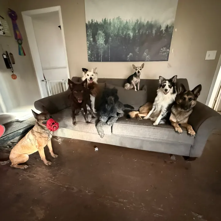 kaitlynwiththe_k9_crew
