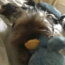 @seeya.layla.alligatorx