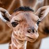 thetoledozoo