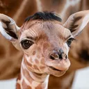 @thetoledozoo