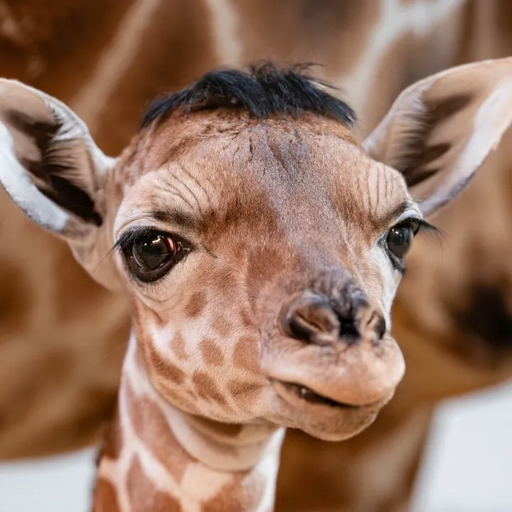 thetoledozoo