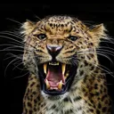 @hommeleopard