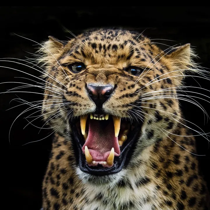 hommeleopard