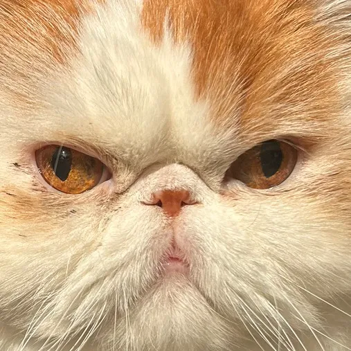 gizmosbizmo