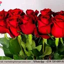 @dodo08784