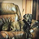 @jenn_the_pet_momma