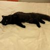 lucy_the_catto