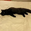 @lucy_the_catto