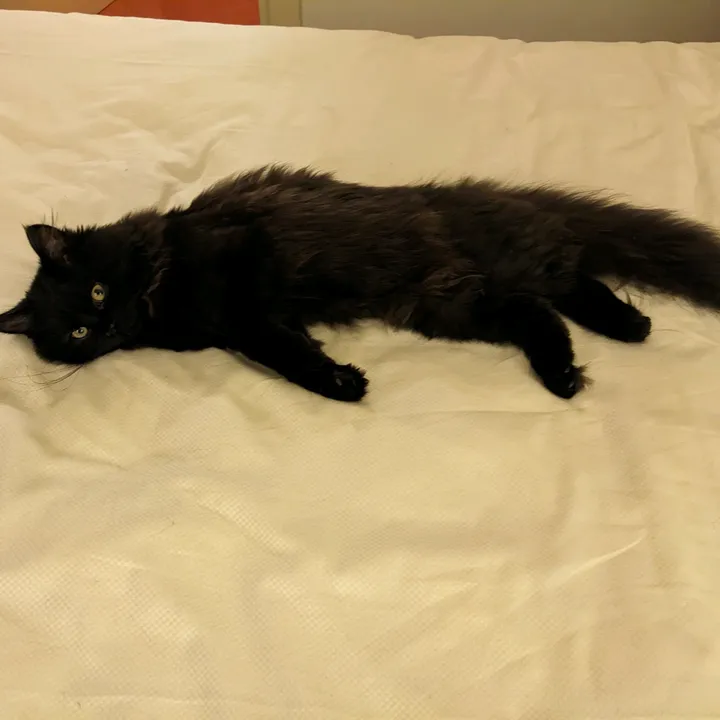 @lucy_the_catto