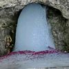 chalo.amarnath.ya