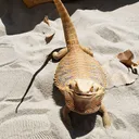 @carlscreaturefeature