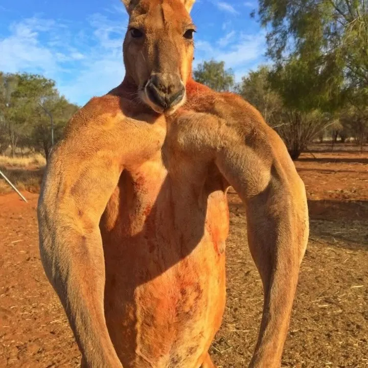 velloreyes