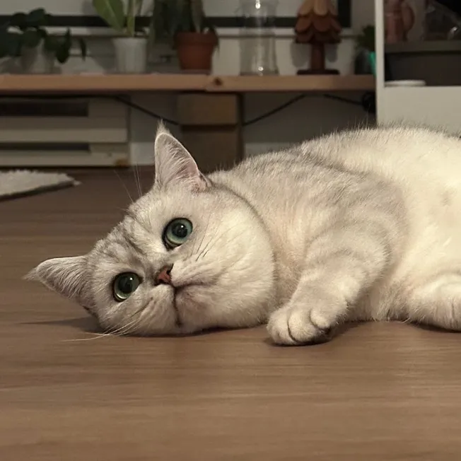 @riceballmeow88