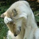 @xriverwolf