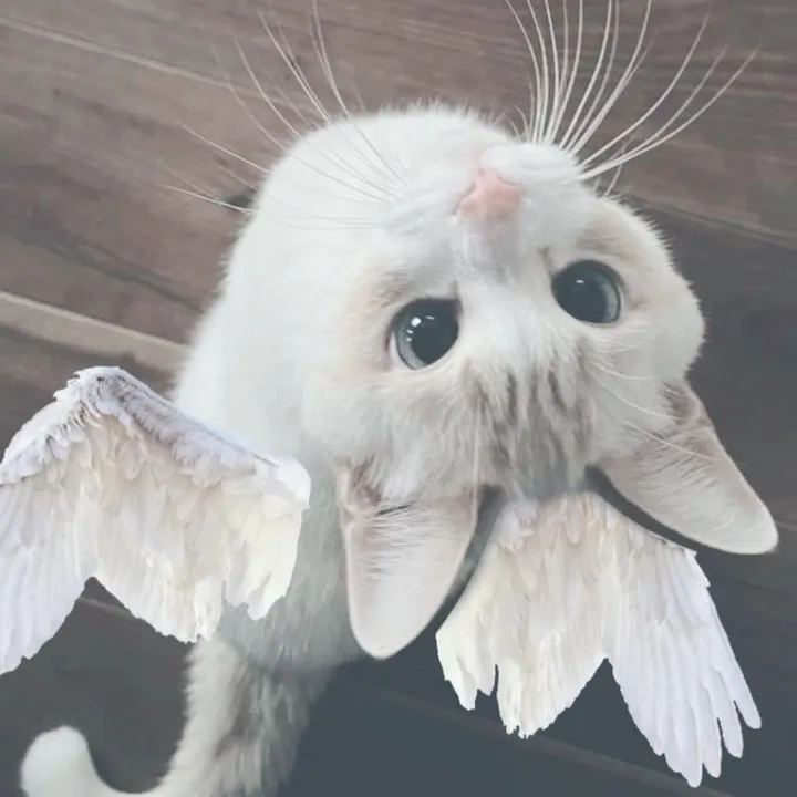@purrsistently_