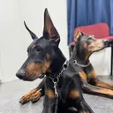 @phantomtheservicedog