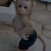 dylan.mqi