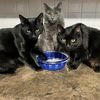 three_meows_and_a_lady