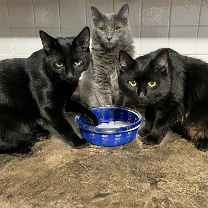 three_meows_and_a_lady