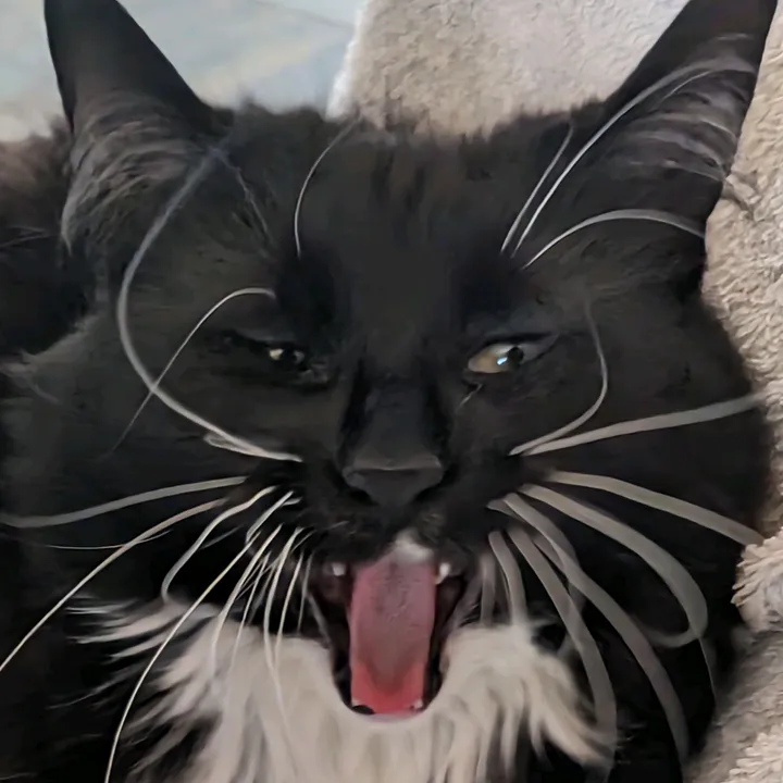 @another_crazy_catlady