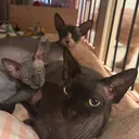 @triplebombocats