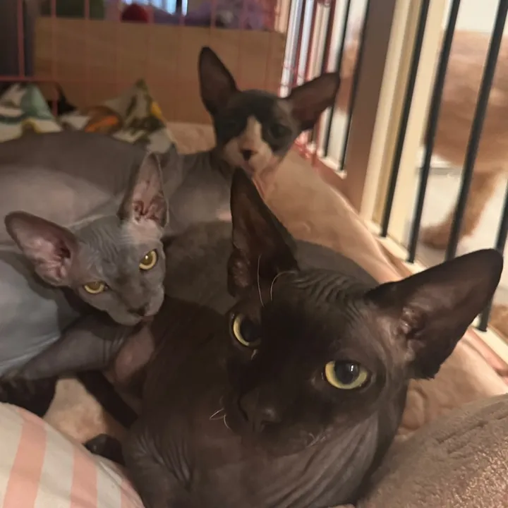 triplebombocats