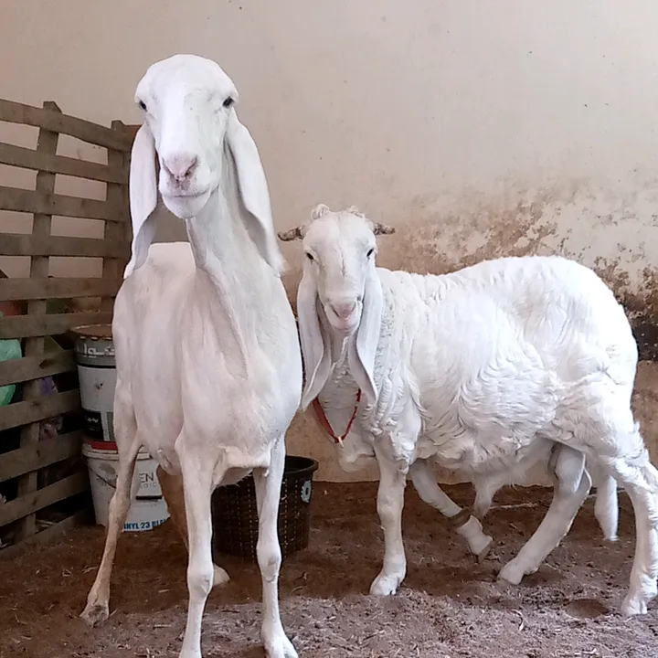 dabakh.214