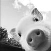 pigternet