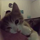 @sillykitty_81