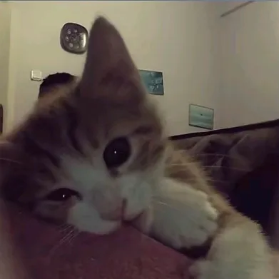 @sillykitty_81